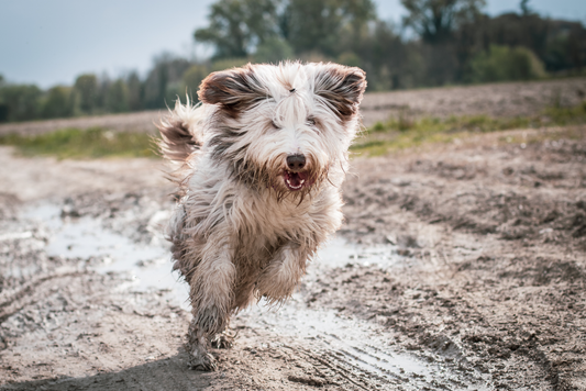 How To Keep Your Dog From Tracking In Dirt with Muddy Mat