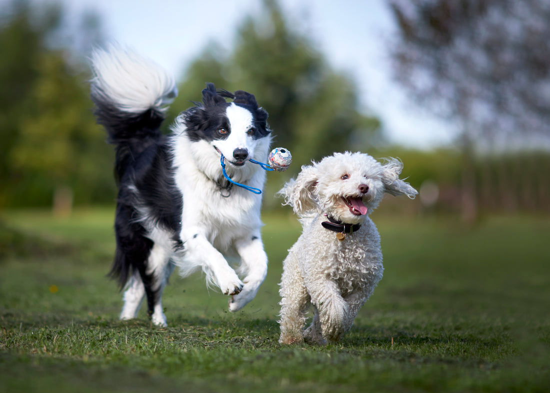 Muddy Mat: The Best Absorbent Dog Rugs for Dirty Paws