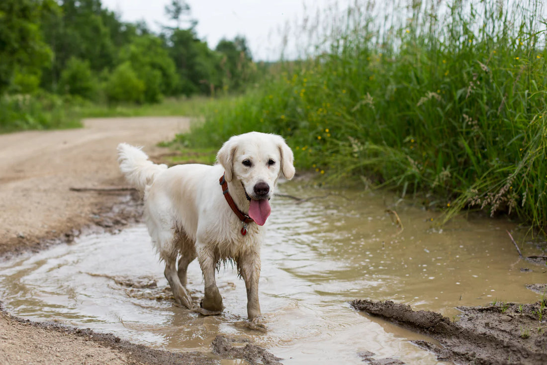 Anti-Mud Mat