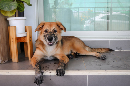 The Best Dirt Trapping Door Mats on the Market