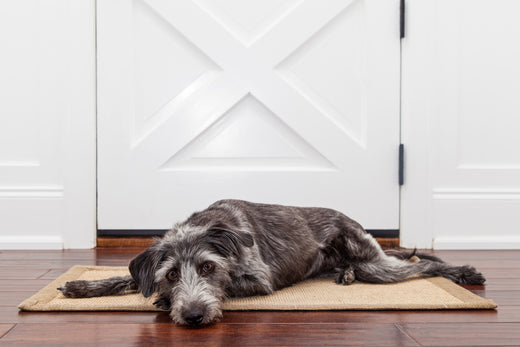 Durable Dog Mats: Why Pet Owners Love the Muddy Mat